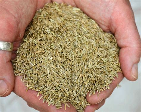 how many pounds of rye seed per acre
